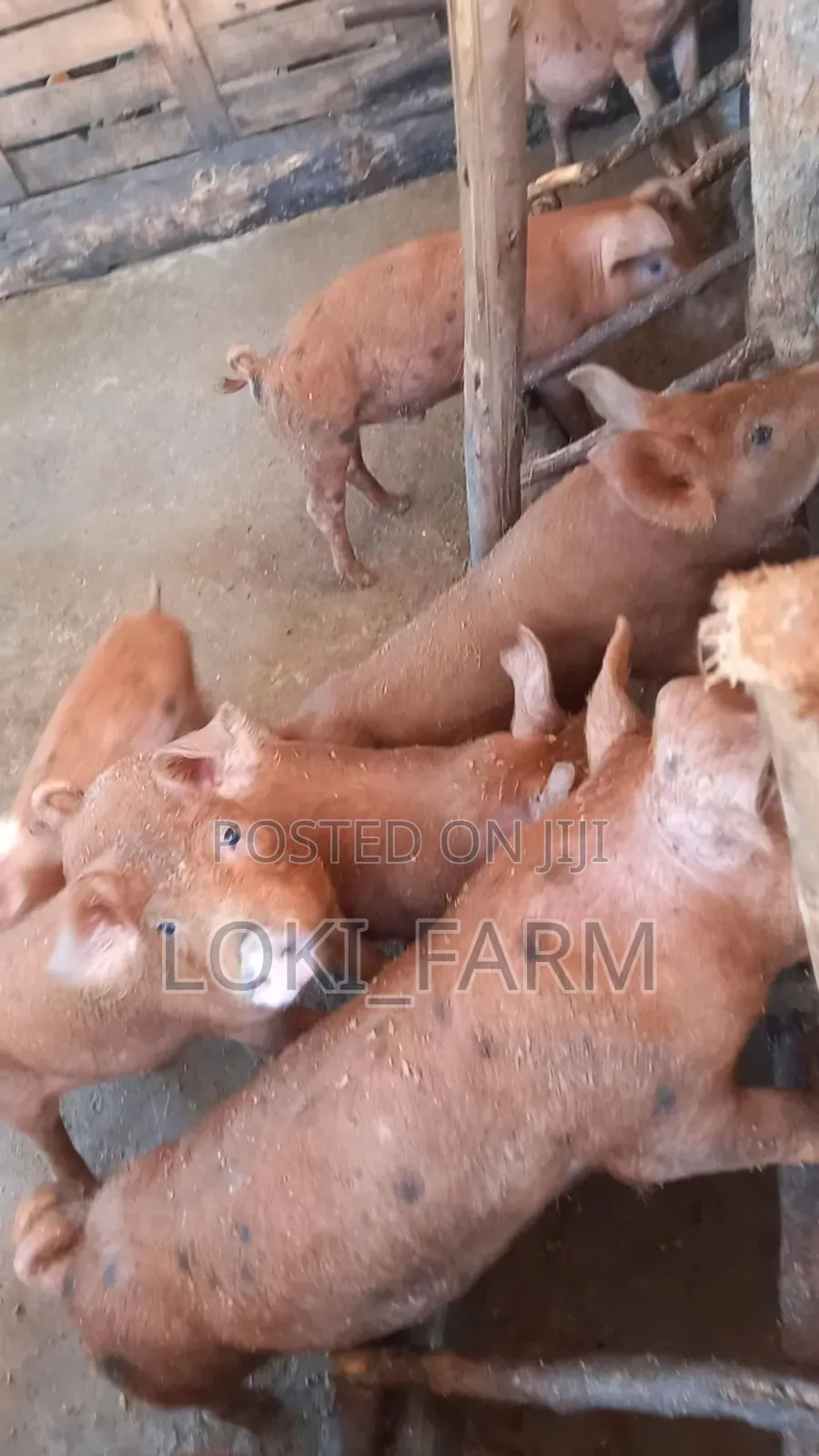 Duroc Piglet
