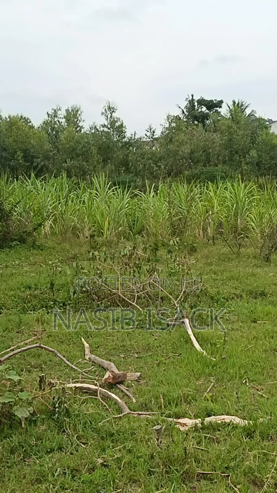 Prot for Sale, Mwanza Mkolan