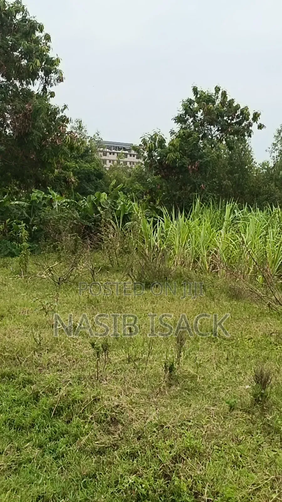 Prot for Sale, Mwanza Mkolan
