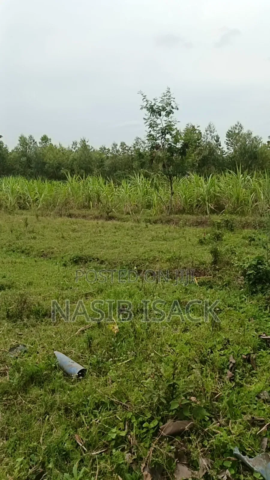 Prot for Sale, Mwanza Mkolan
