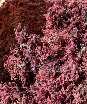 Sea Moss Agent
