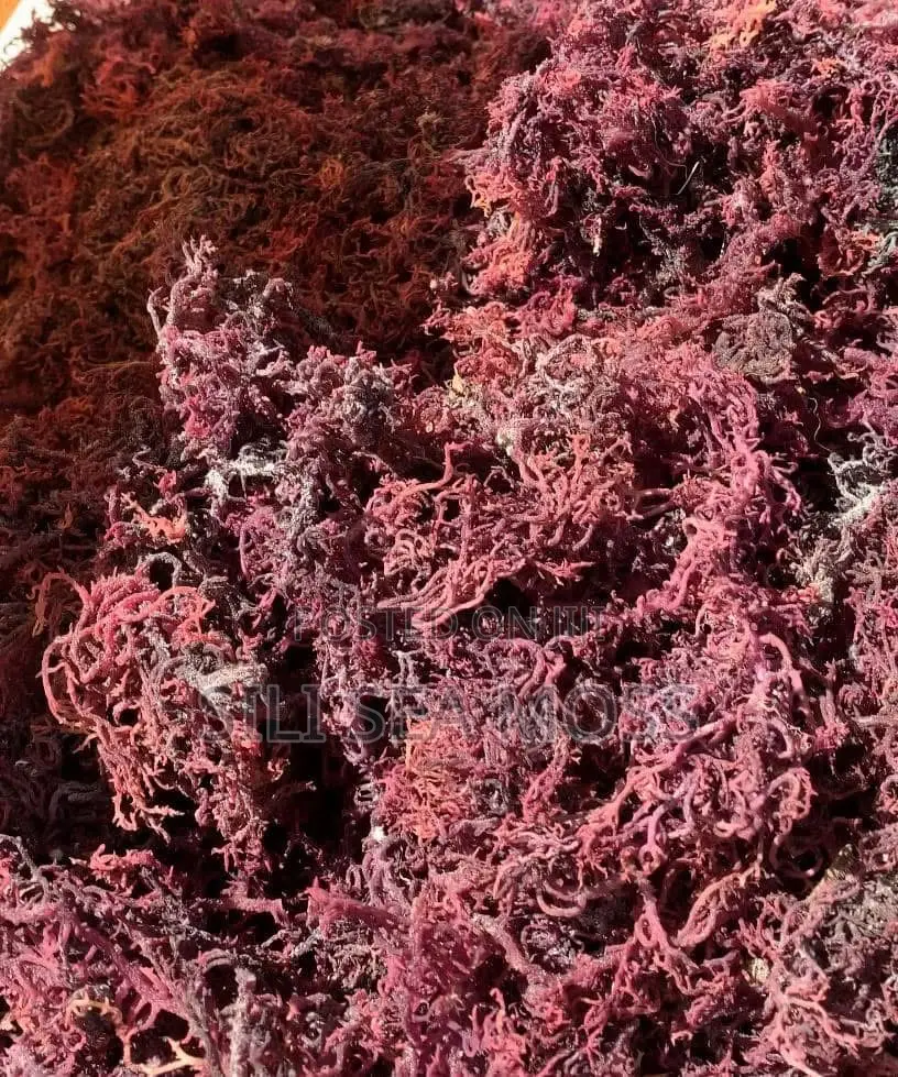 Sea Moss Agent