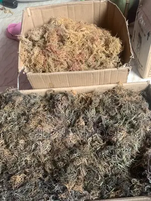 Sea Moss Agent