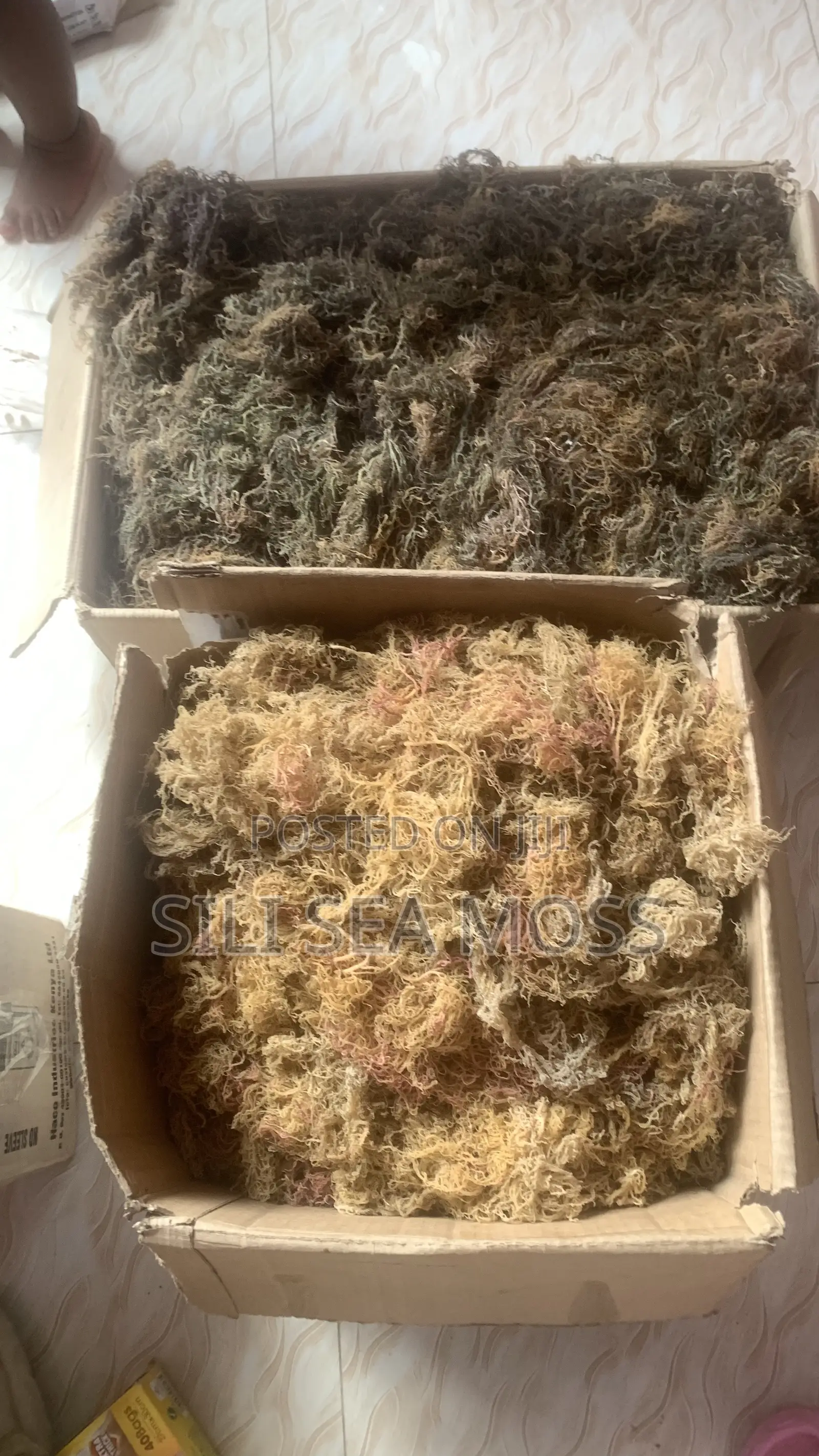 Sea Moss Agent