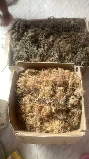 Sea Moss Agent