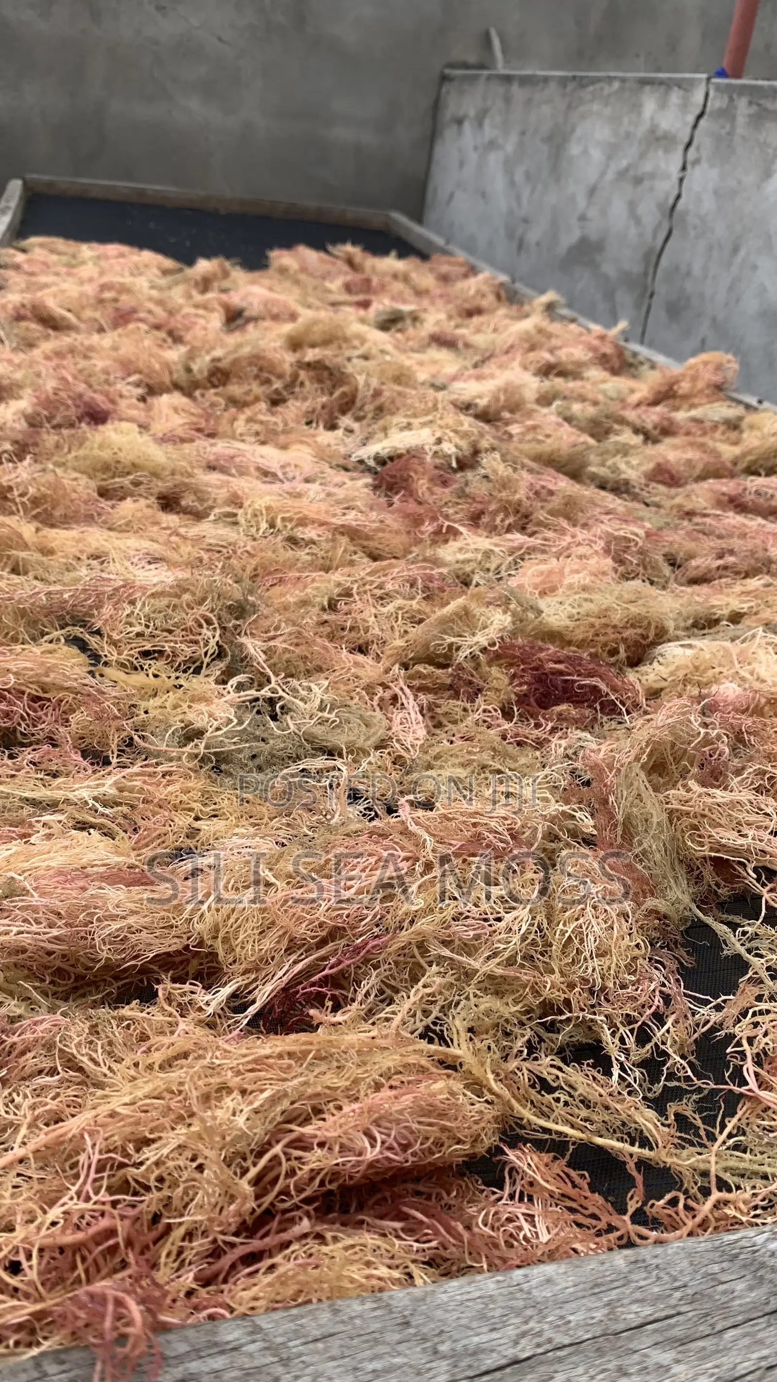 Sea Moss Agent
