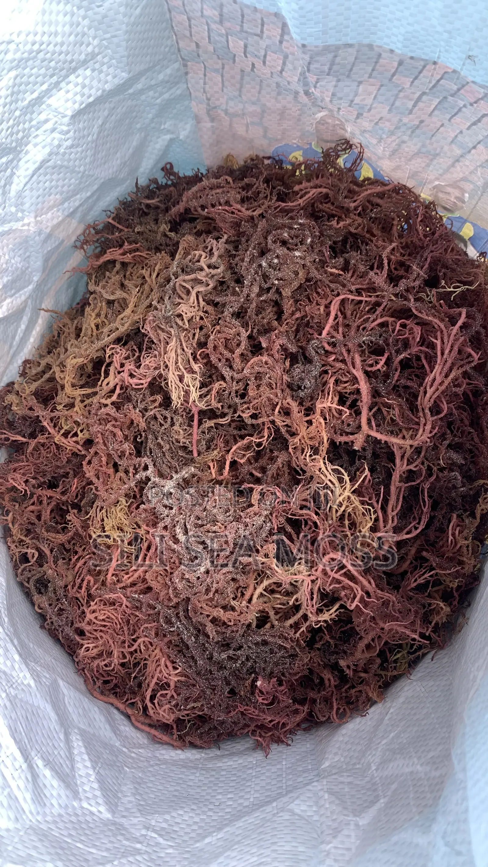 Sea Moss Agent