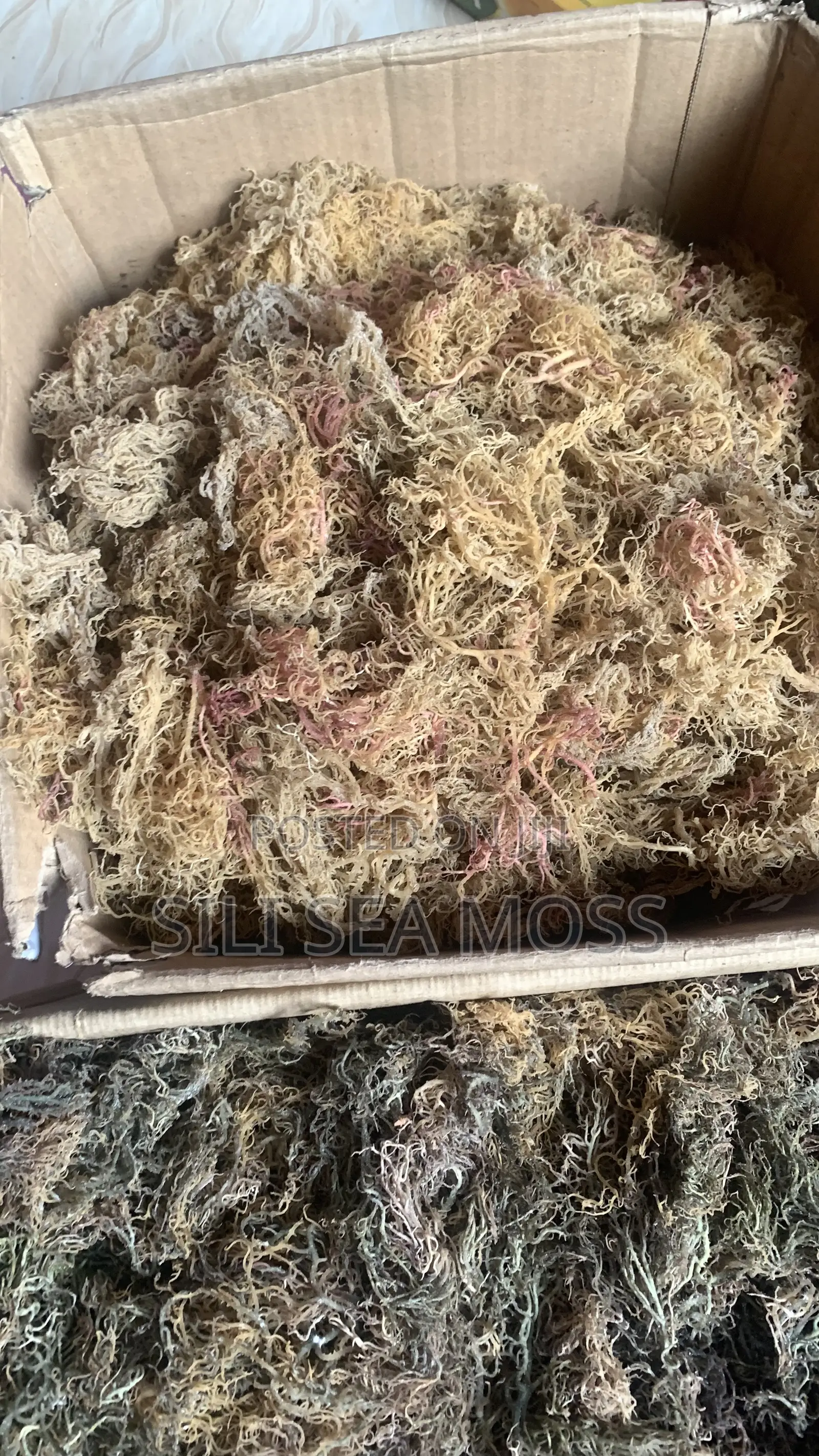 Sea Moss Agent