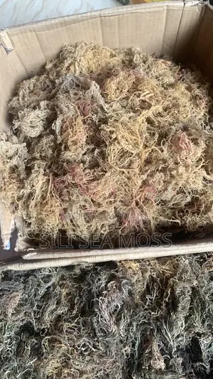 Sea Moss Agent