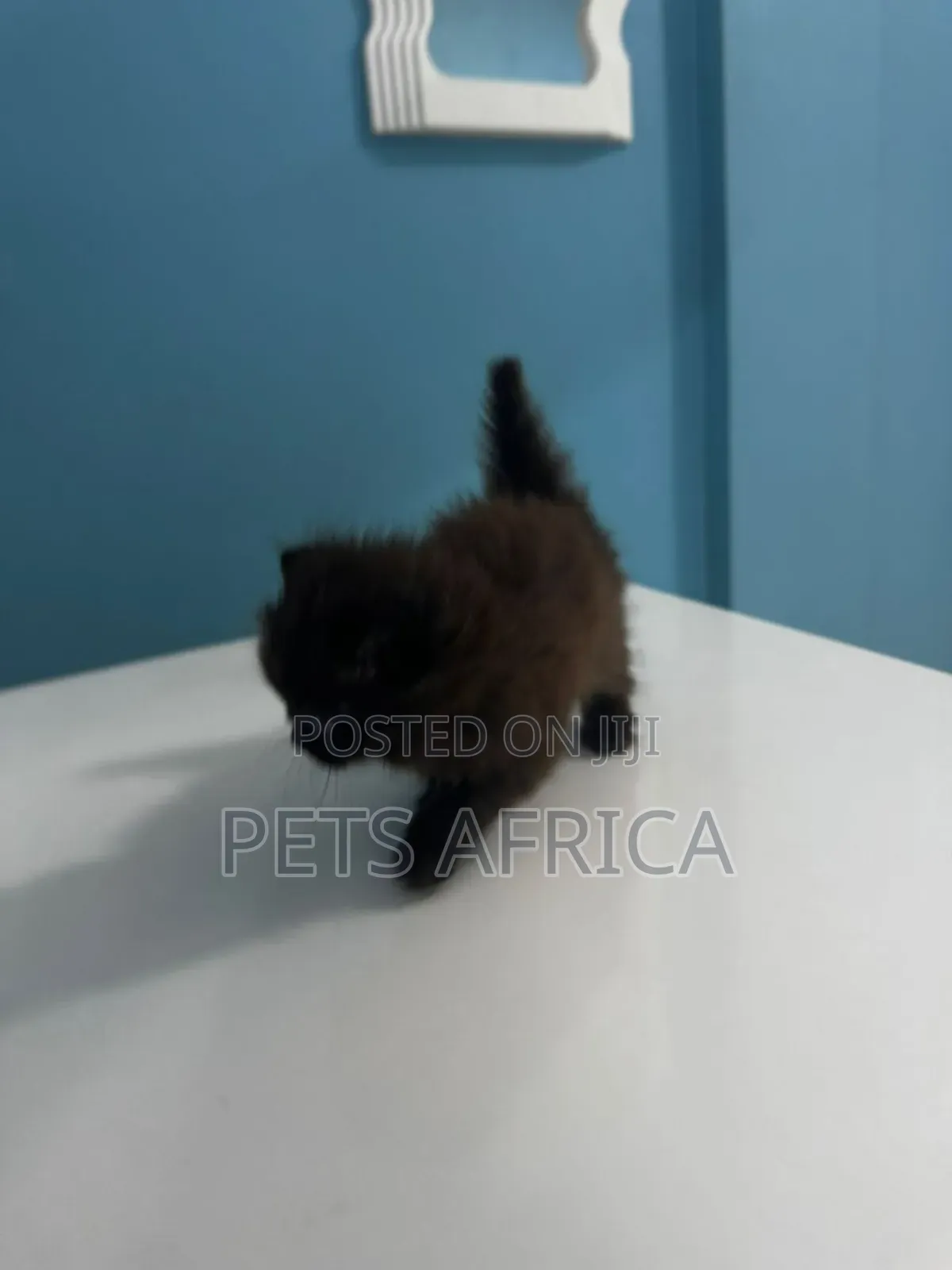 1-3 months Male Purebred Persian