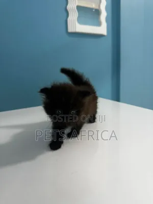 1-3 months Male Purebred Persian