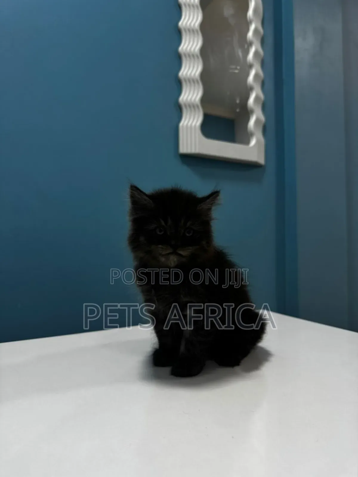1-3 months Male Purebred Persian
