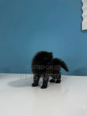 1-3 months Male Purebred Persian