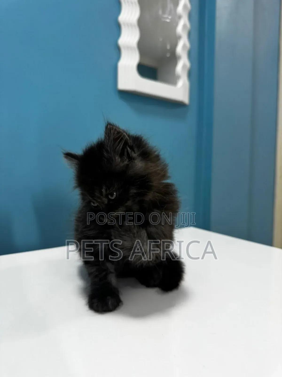 1-3 months Male Purebred Persian