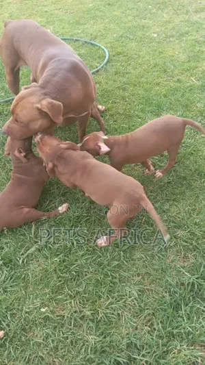 1-3 months Male Purebred American Pit Bull Terrier
