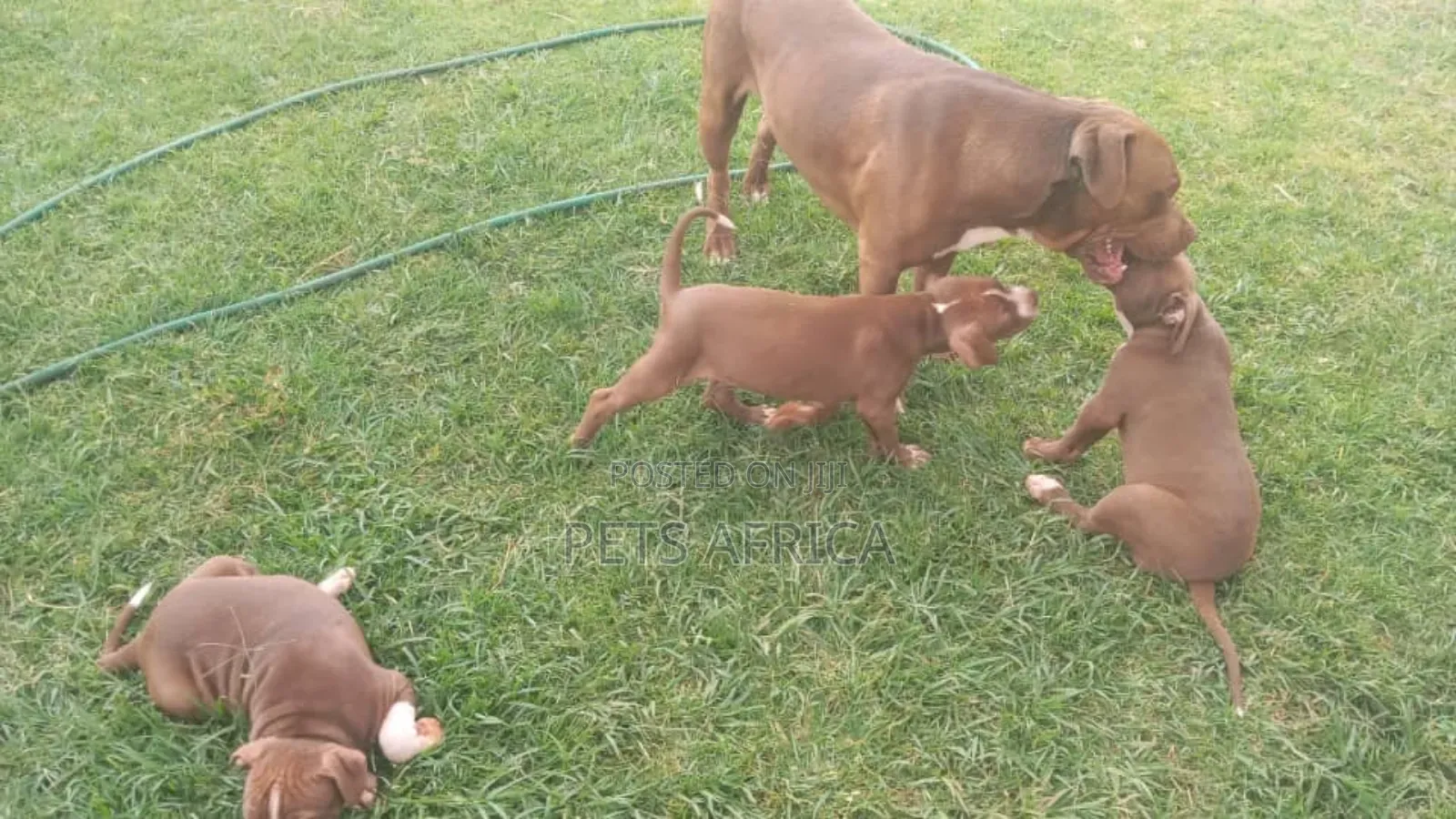 1-3 months Male Purebred American Pit Bull Terrier