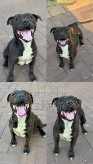 3-6 months Female Purebred Staffordshire Bull Terrier