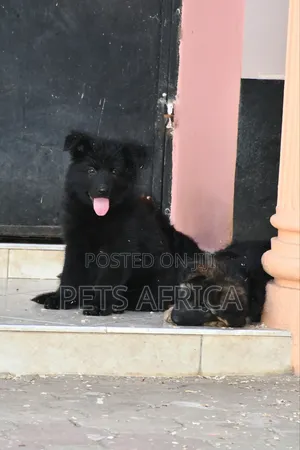 1-3 months Male Purebred German Shepherd