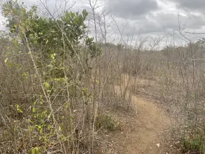 Shamba Linauzwa Kiwangwa Heka 300
