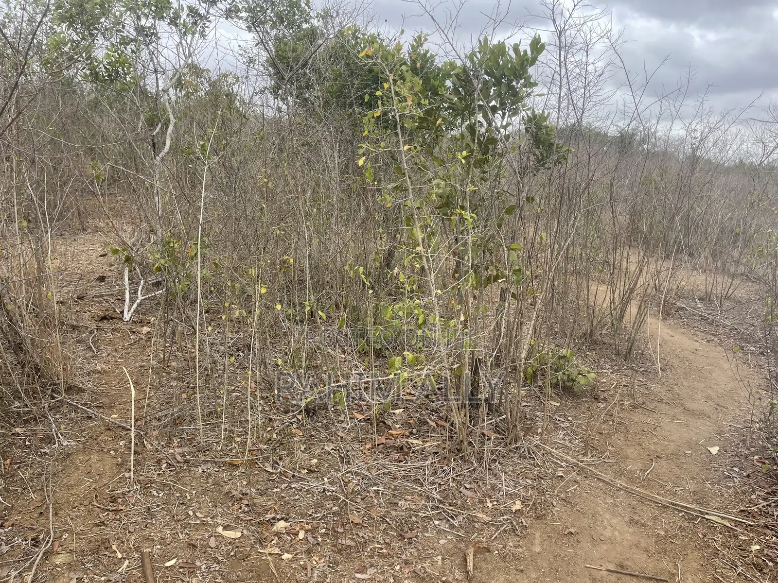 Shamba Linauzwa Kiwangwa Heka 300
