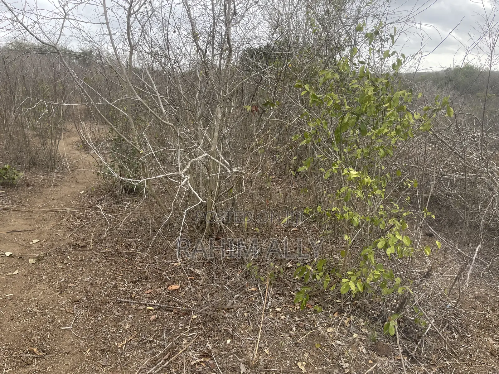 Shamba Linauzwa Kiwangwa Heka 300
