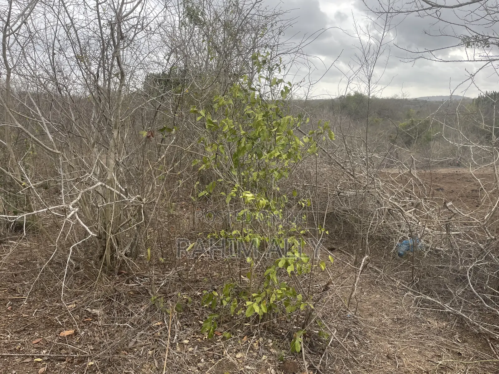 Shamba Linauzwa Kiwangwa Heka 300