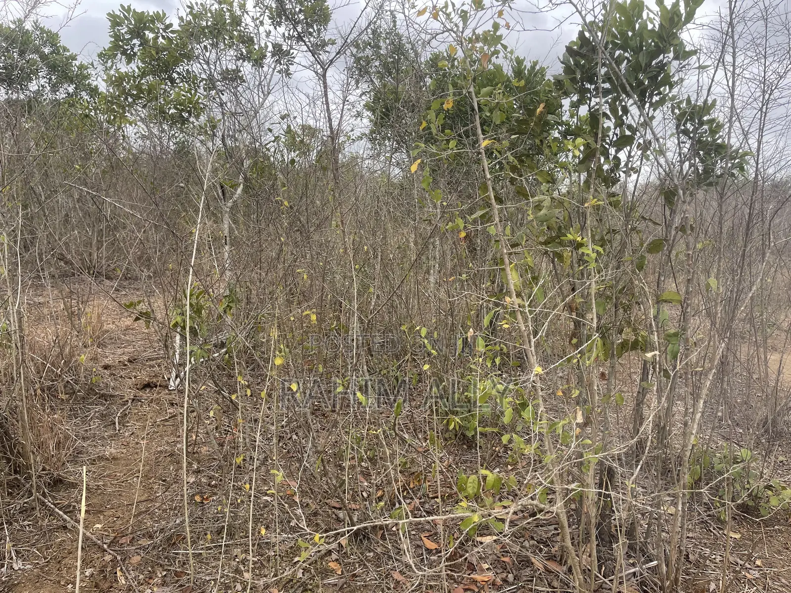 Shamba Linauzwa Kiwangwa Heka 300