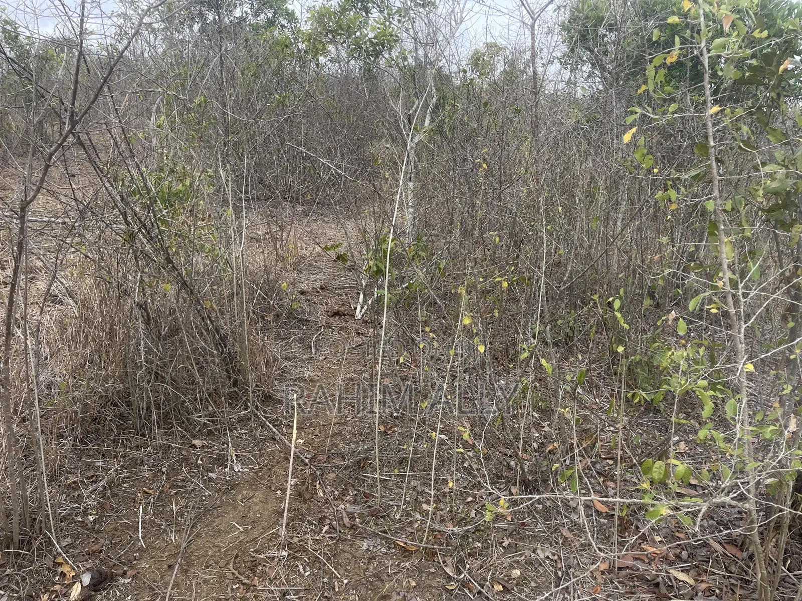 Shamba Linauzwa Kiwangwa Heka 300