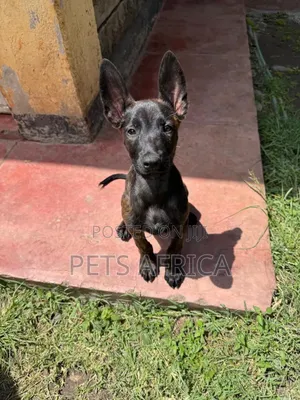 1-3 months Male Purebred Belgian Malinois