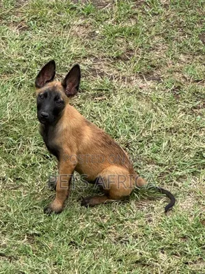 1-3 months Male Purebred Belgian Malinois