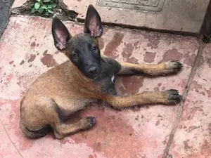 1-3 months Male Purebred Belgian Malinois