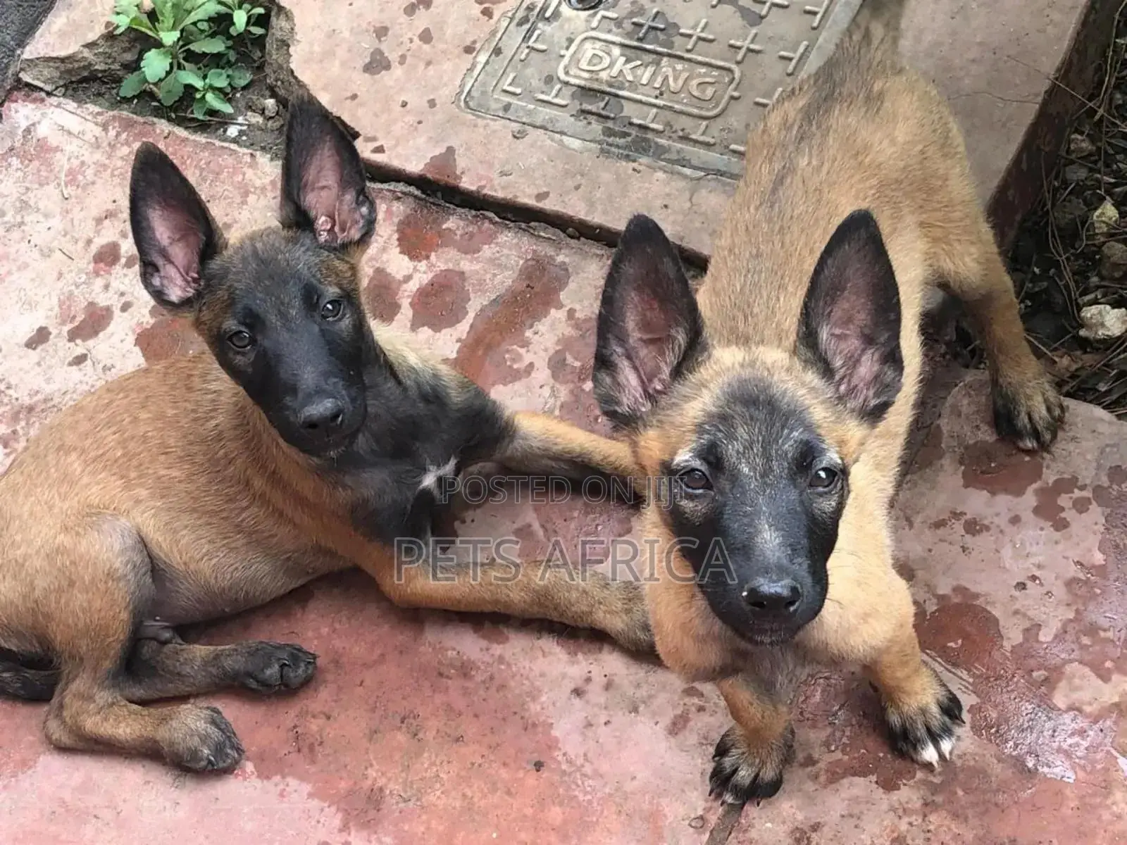 1-3 months Male Purebred Belgian Malinois