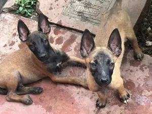 1-3 months Male Purebred Belgian Malinois