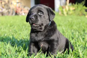 1-3 months Male Purebred Labrador Retriever
