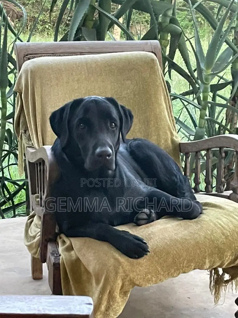 1-3 months Male Purebred Labrador Retriever