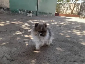 1-3 months Male Purebred Pomeranian