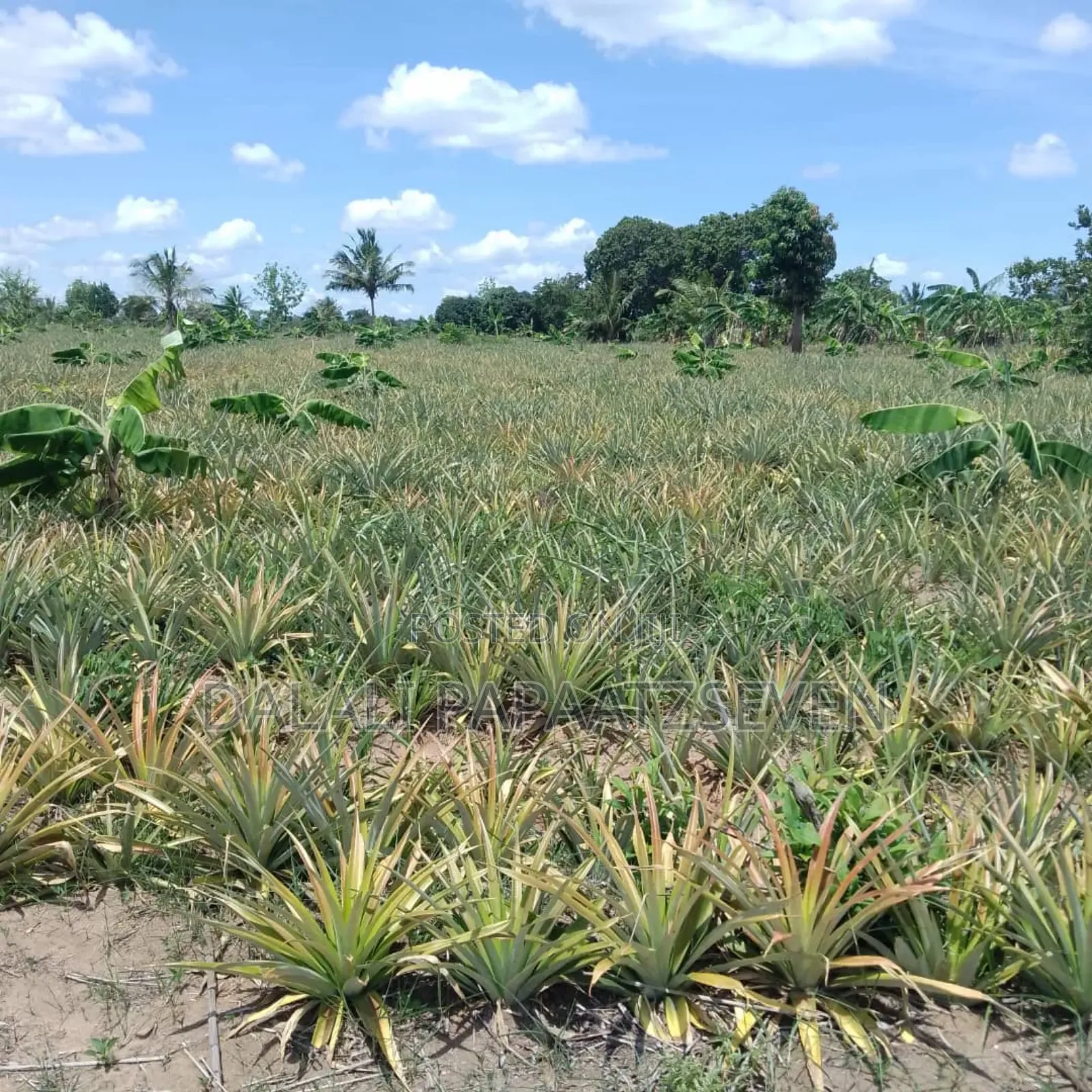 Shamba Lenye Ukubwa Wa Heka 2 Linauzwa Na Mananasi Yake Lipo Kiwangwa