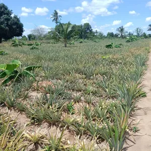 Shamba Lenye Ukubwa Wa Heka 2 Linauzwa Na Mananasi Yake Lipo Kiwangwa
