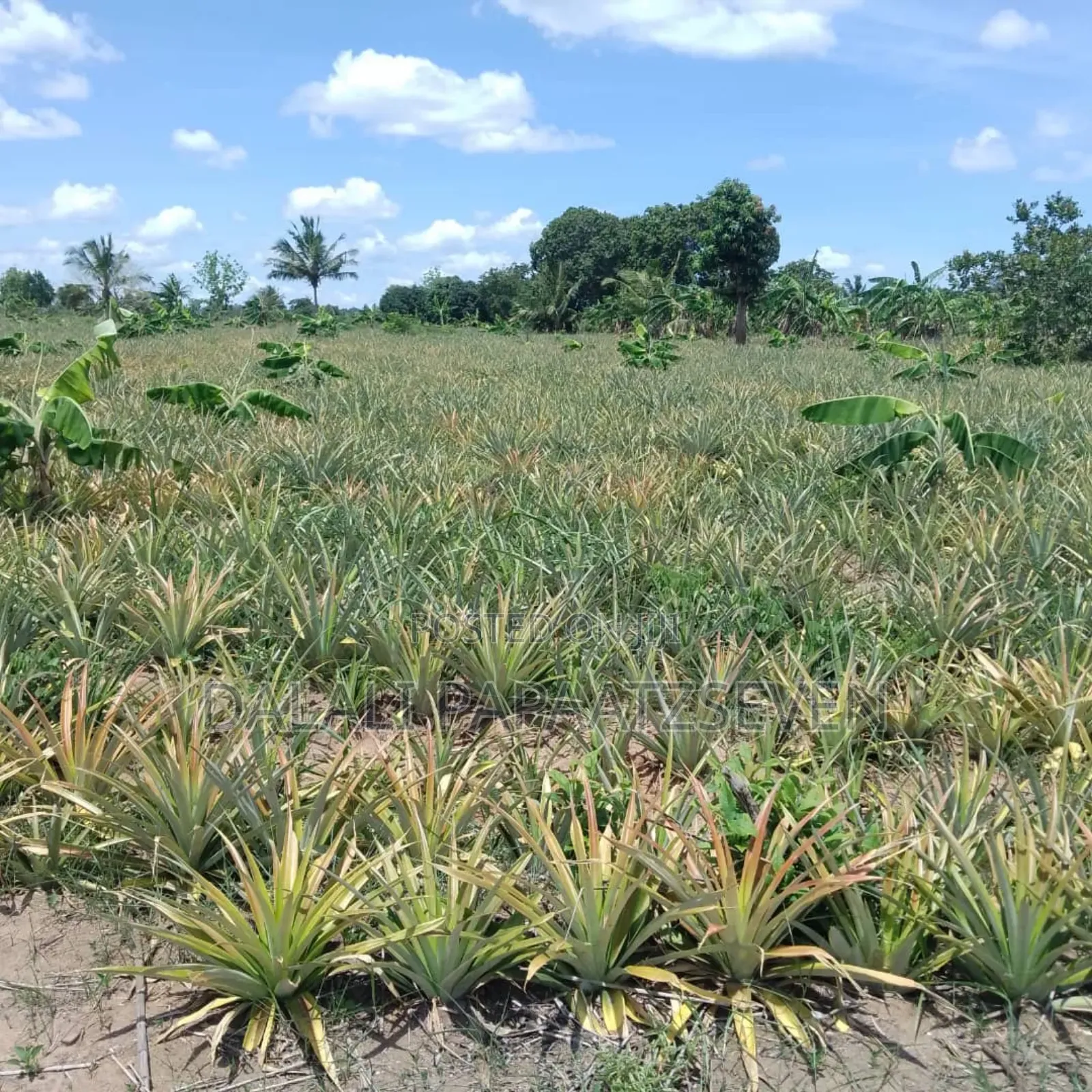 Shamba Lenye Ukubwa Wa Heka 2 Linauzwa Na Mananasi Yake Lipo Kiwangwa