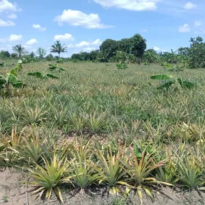 Shamba Lenye Ukubwa Wa Heka 2 Linauzwa Na Mananasi Yake Lipo Kiwangwa