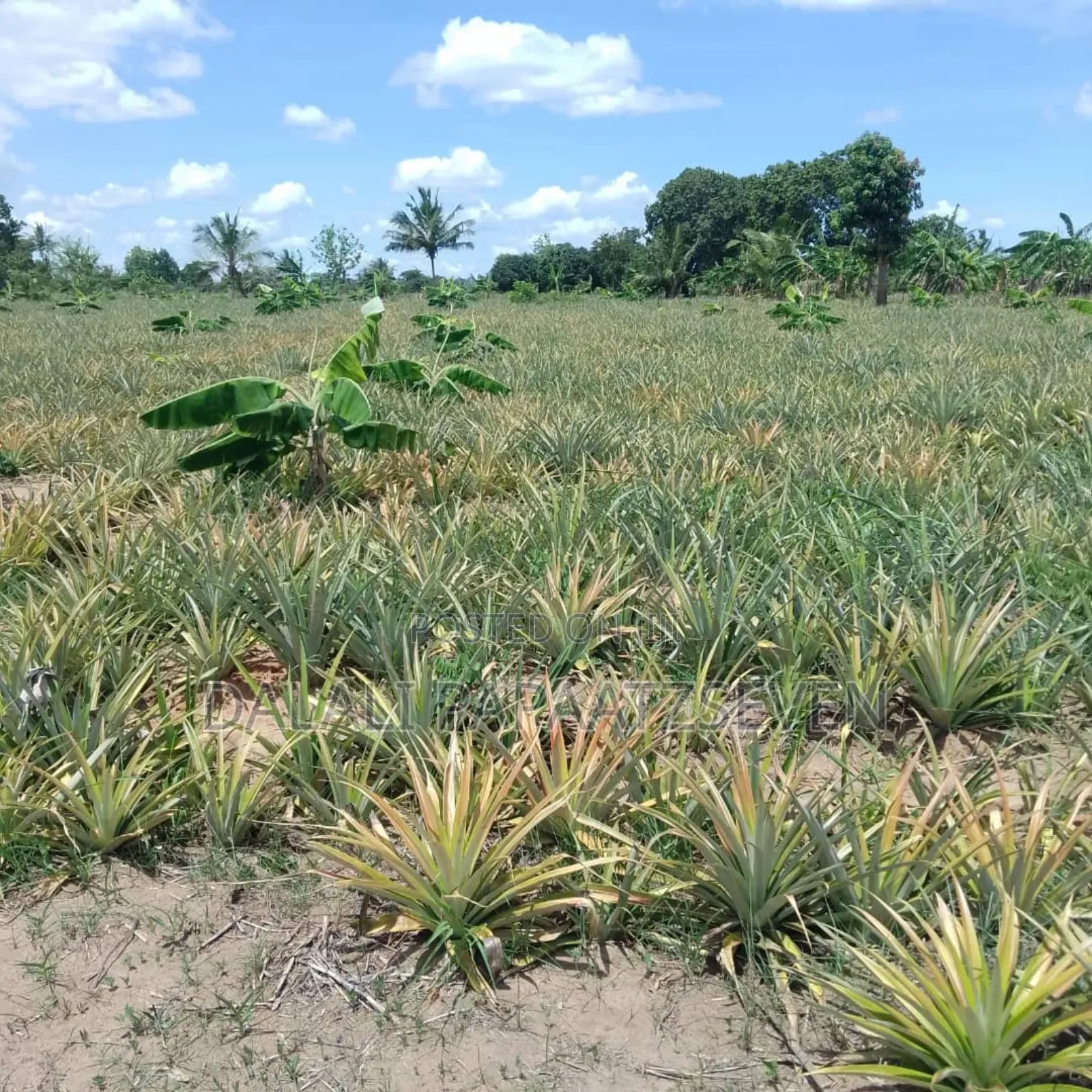 Shamba Lenye Ukubwa Wa Heka 2 Linauzwa Na Mananasi Yake Lipo Kiwangwa