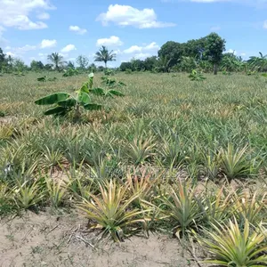 Shamba Lenye Ukubwa Wa Heka 2 Linauzwa Na Mananasi Yake Lipo Kiwangwa