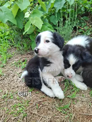 1-3 months Male Purebred Border Collie