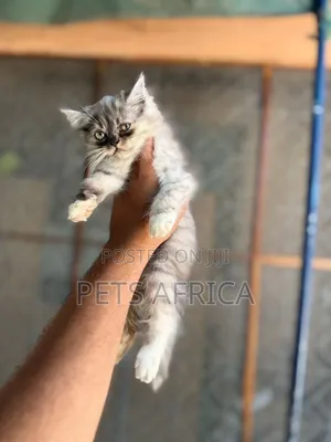 1-3 months Male Purebred Persian