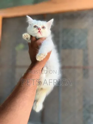 1-3 months Male Purebred Persian