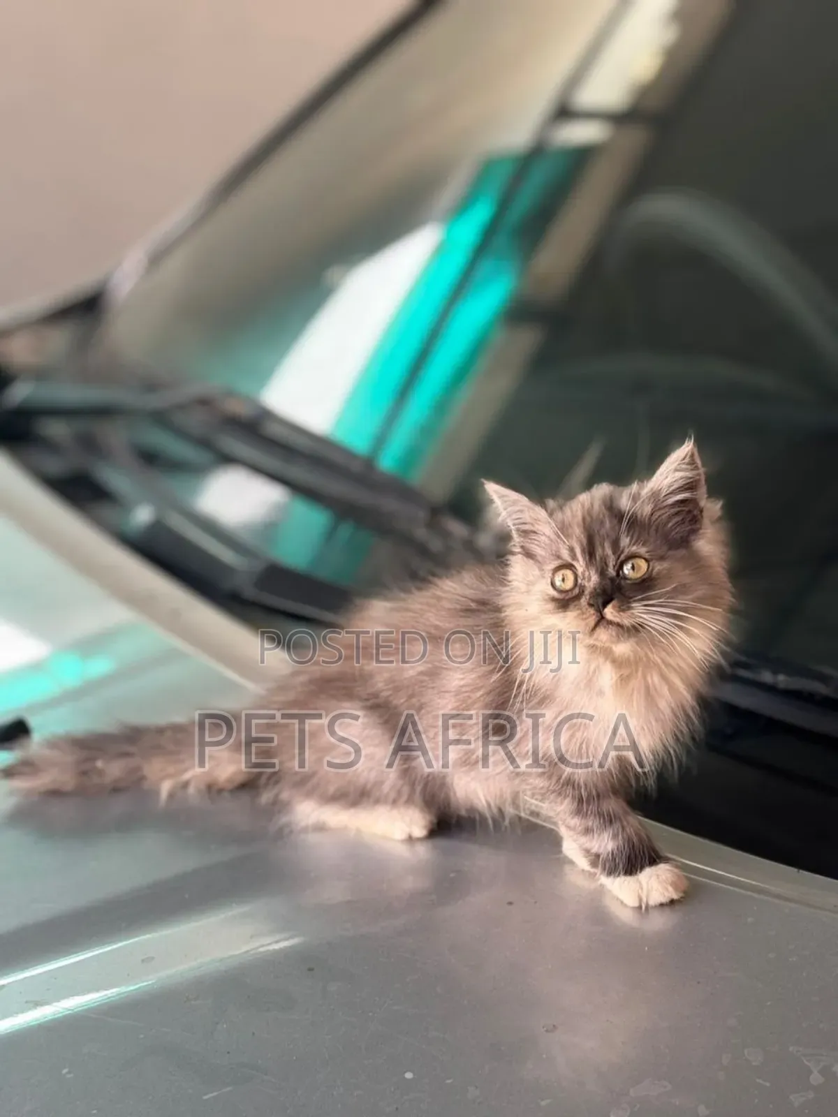 1-3 months Male Purebred Persian
