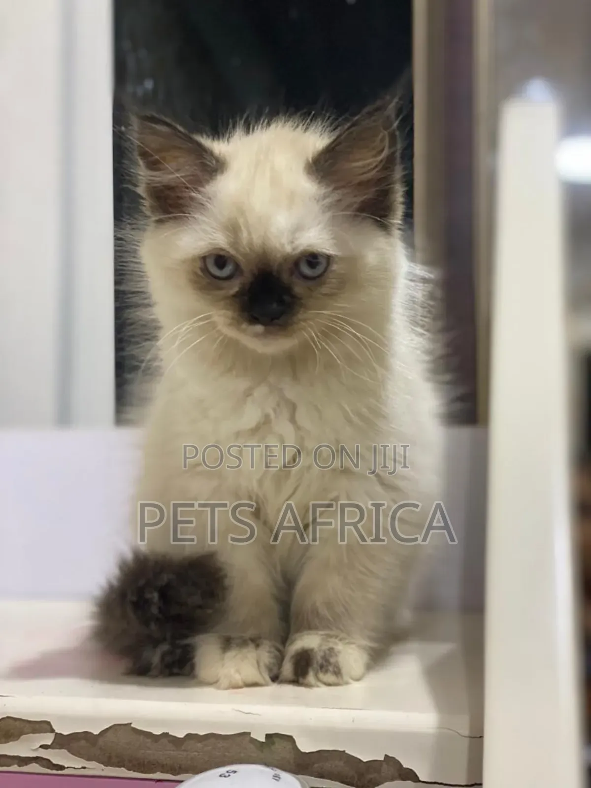 1-3 months Male Purebred Persian