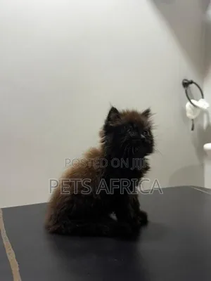 1-3 months Male Purebred Persian