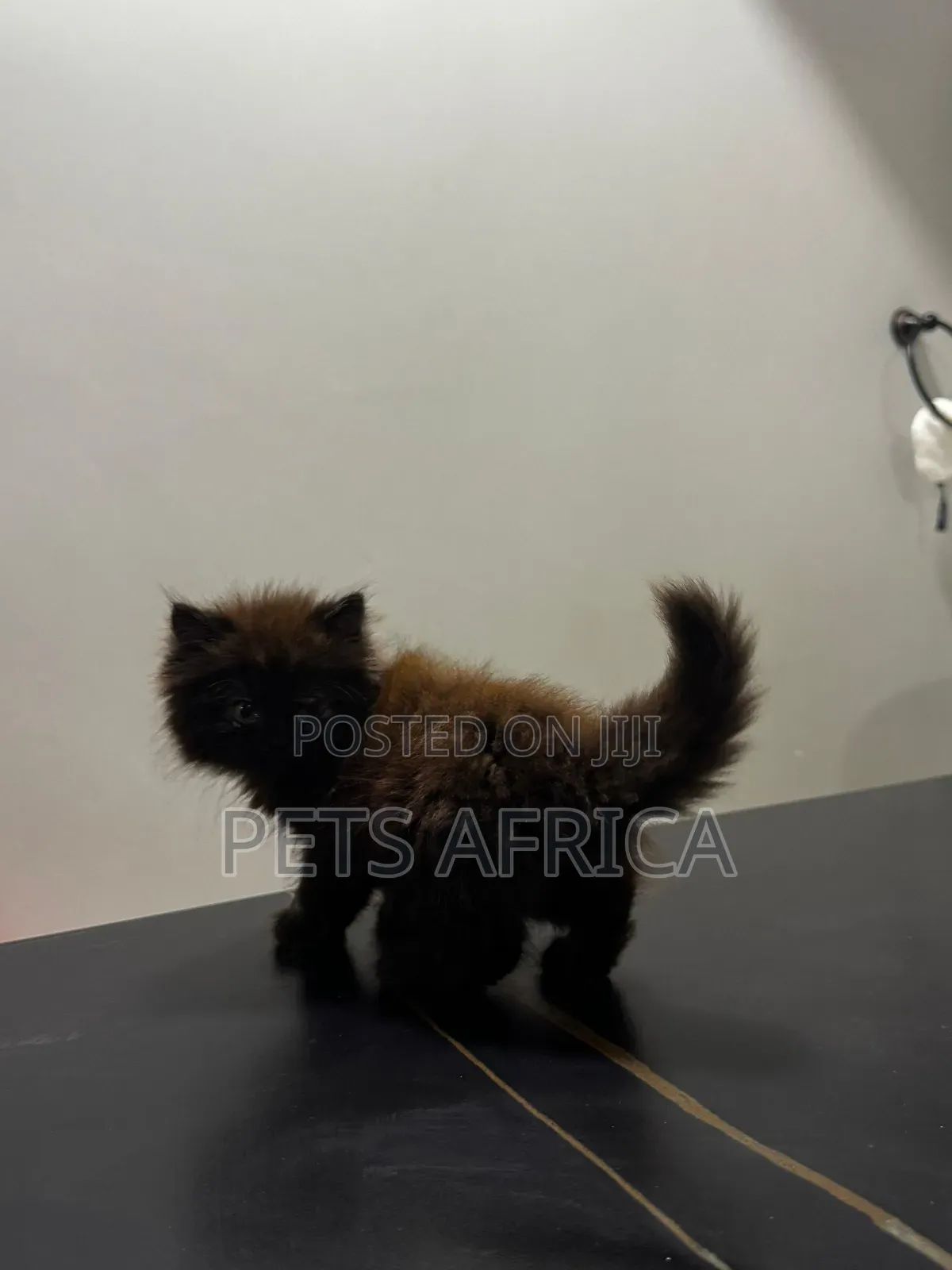 1-3 months Male Purebred Persian
