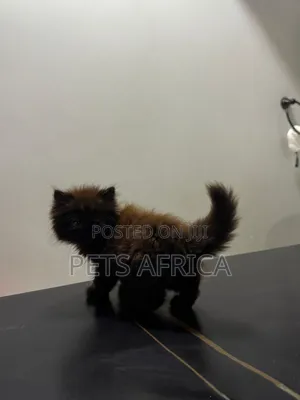 1-3 months Male Purebred Persian